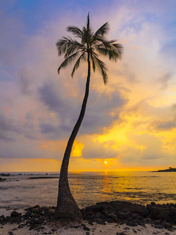Lone palm sunset hawaii