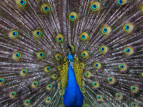 Proud peacock 2