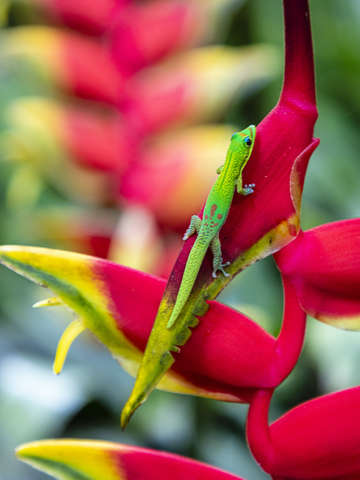 Gecko on heliconia