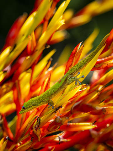 Gecko on fire