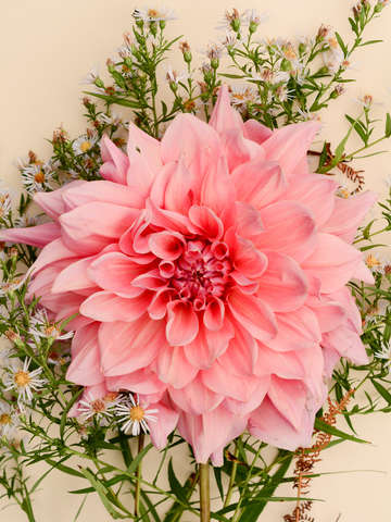 Nuances of pink