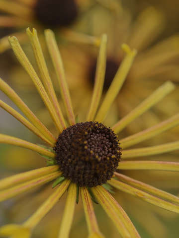 Autumn hues