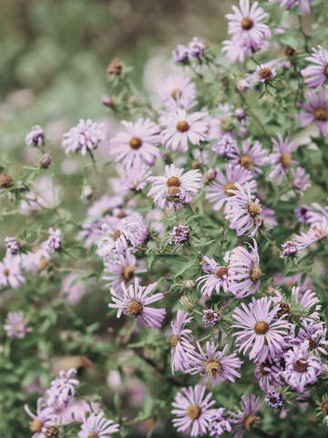 Joyful little flowers