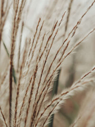 Neutral botanical abstract