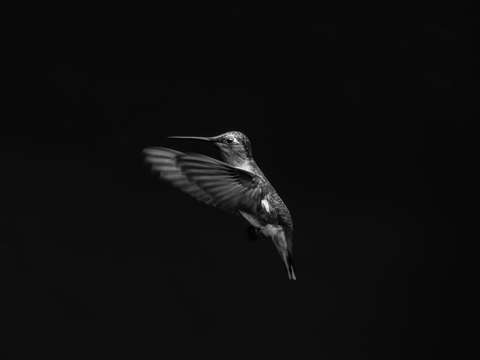Flight 13