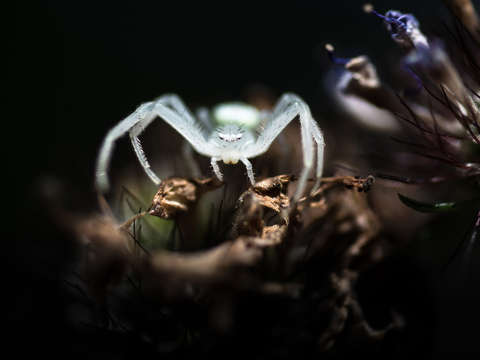 Crabby 3