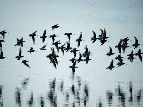 Birds in flight 3