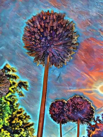 Ornamental onion flower