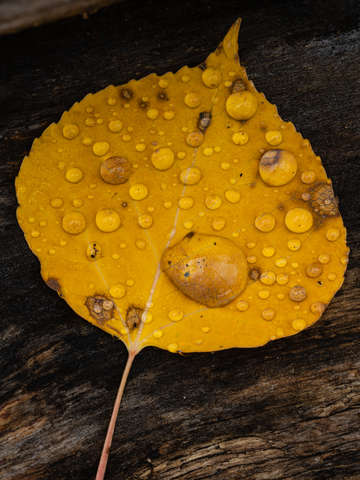 Dewy aspen leaf