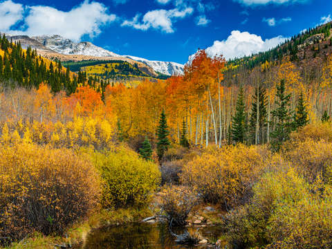 Fall aspens in the mountains