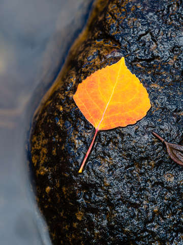 Aspen leaf on a rock