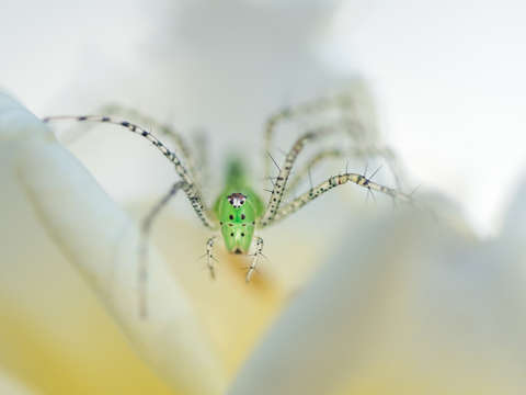 Green lynx spider