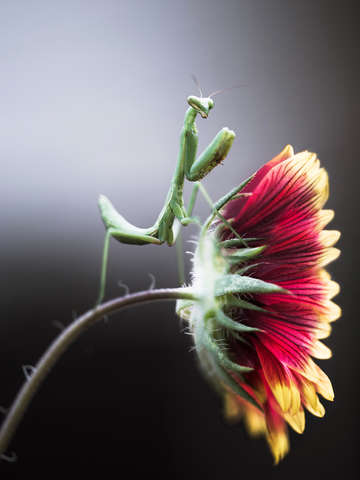 Praying mantis