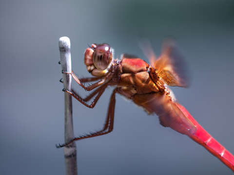 Dragonfly 7