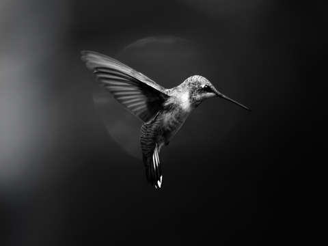 Hummingbird 11