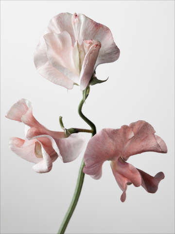 Sweet pea