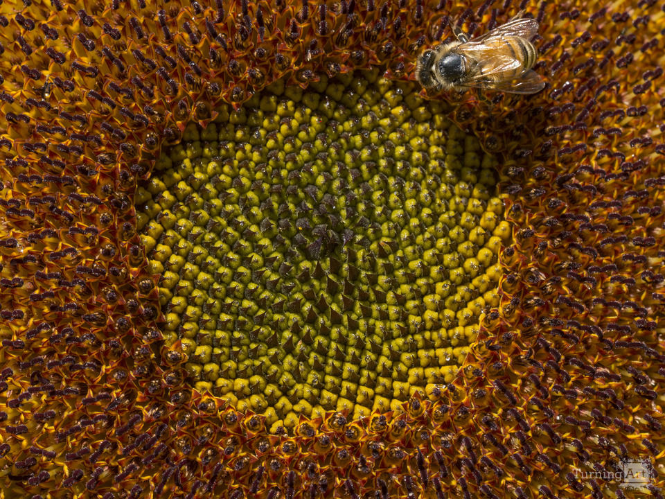 Worker bee 2