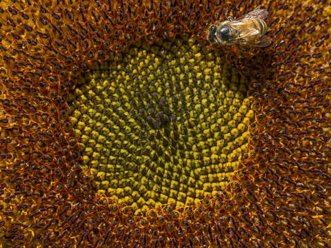 Worker bee 2