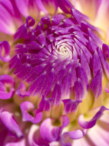 Pink dahlia 3
