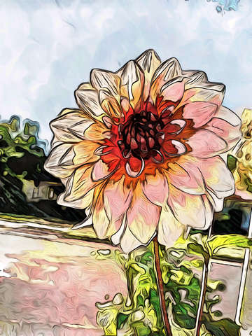 Peachy dahlia fairmount neighborhood