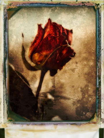Yesterdays-rose-2