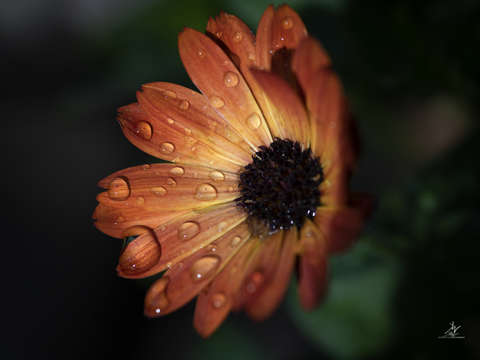 Morning rain