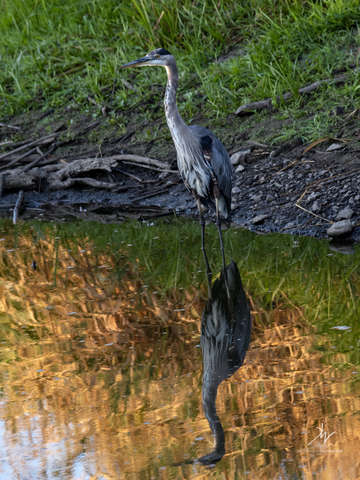 Blue heron reflections