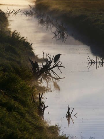 Heron in the mist