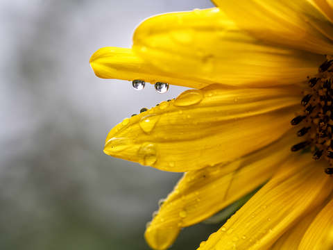 Raindrops on sunflower