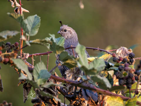 Lookout quail
