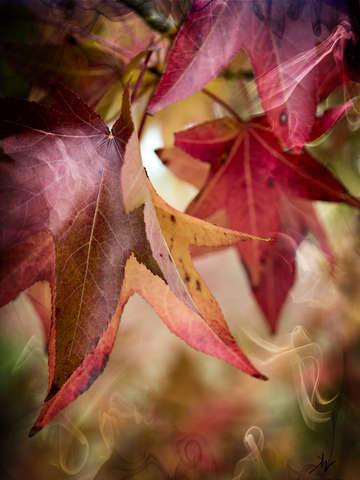Autum leaves
