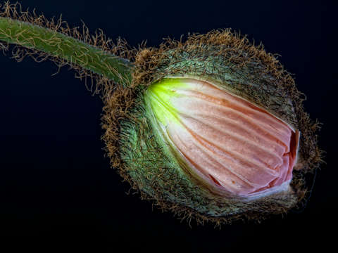 Poppy bud