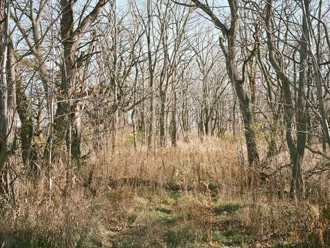 The woods