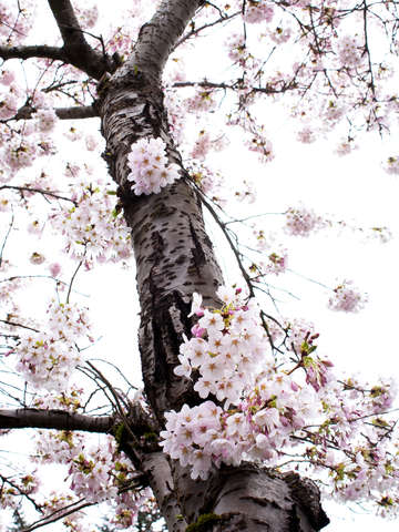 Seattle cherry blossoms in bloom