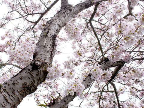 Cherry blossom burst