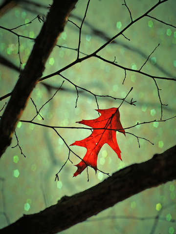 Red leaf