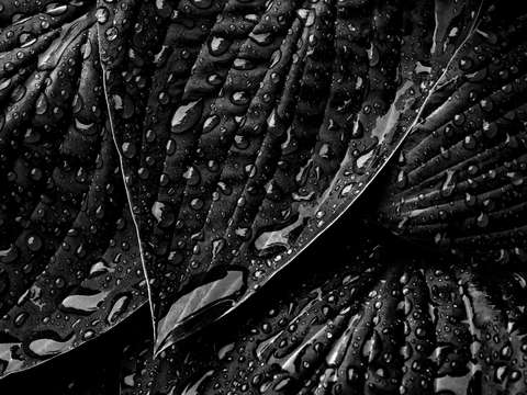 Dark Wet Leaves