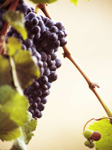 Grapes ready for harvest