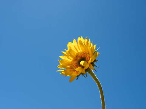 Sunflower 20