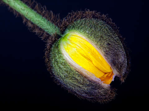 Poppy Bud 2