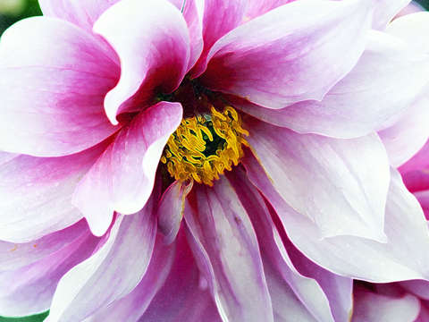 Pink and white dahilia
