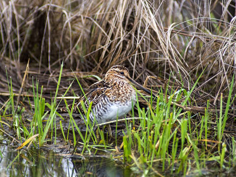 Shore bird