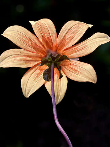 Study in Orange and Black