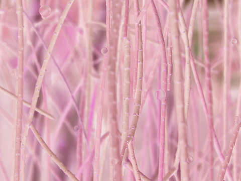 Brooklyn botanic garden p1