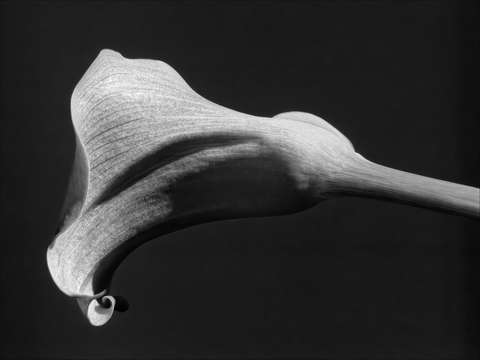 Calla lily