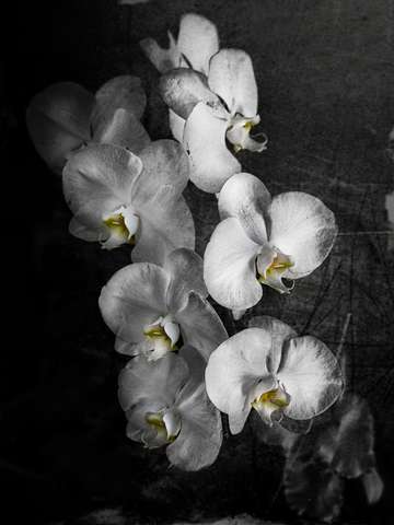 Orchids