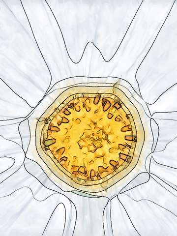 Center of a cosmos in white