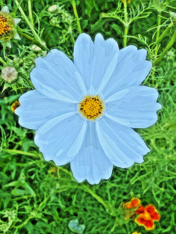 White cosmos