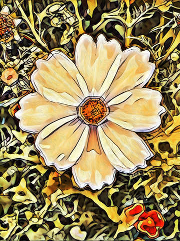 Cream cosmos