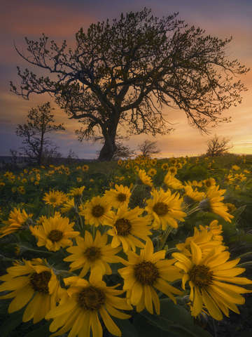 The giving tree 2